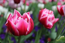 花,鮮花,性質(zhì)