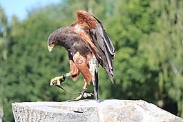 野生鳥(niǎo),猛禽,動(dòng)物世界
