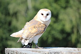 猛禽,野生鳥,谷倉貓頭鷹