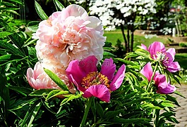 牡丹,花,开花