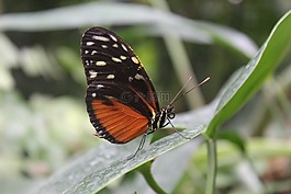蝴蝶,性質(zhì),昆蟲(chóng)