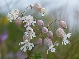 阿爾卑斯的花,響鈴,性質(zhì)