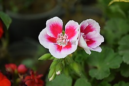 粉色玫瑰,bloaming,春
