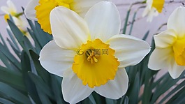水仙,春暖花開,花卉