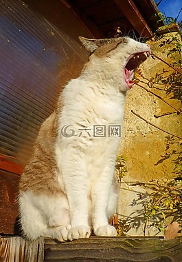 貓,動(dòng)物,貓科動(dòng)物