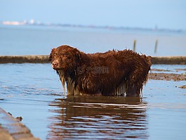狗,水,海灘