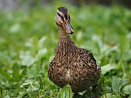 鳥,鴨,野生