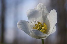 宏,花,特寫(xiě)