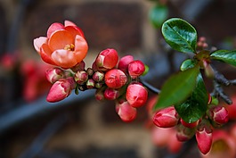 木瓜,紅色,粉紅色