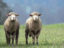 羊,動物,雙人