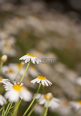 黛西,花卉,愛
