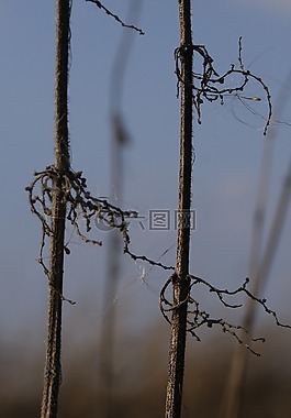 神秘,植物,干
