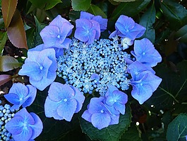 繡球花板,八仙花,藍色