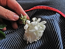 玫瑰,白玫瑰,圍裙