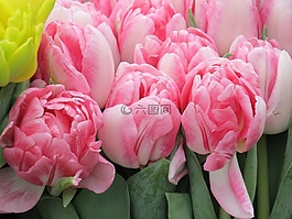 郁金香,花,春天