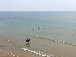 駱駝,海,摩洛哥