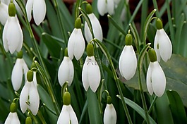 鲜花,schneekloecken,花
