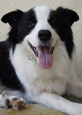 狗,動物,哺乳動物