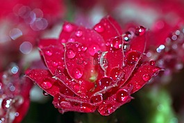 羅莎,滴,花