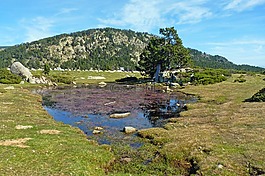 cerdanya,母马,比利牛斯
