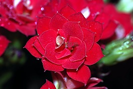 羅莎,滴,花