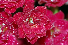 羅莎,滴,花