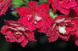 羅莎,滴,花