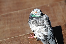 鴿,鳥,動物