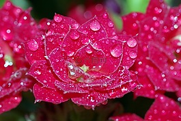 羅莎,滴,花