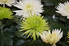 鲜花,花花绿色白色,花束