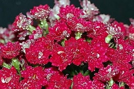 羅莎,滴,花