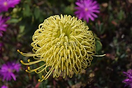 花,野生花卉,黄色花