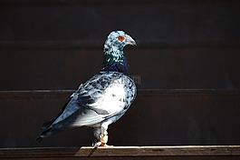 鴿,鳥(niǎo),動(dòng)物