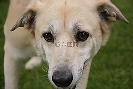 狗,眼睛,黑松露