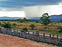 雨,景觀,樹