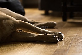 狗,光,動物
