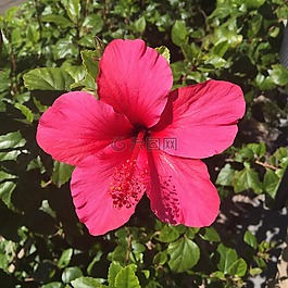 槿,花,開花