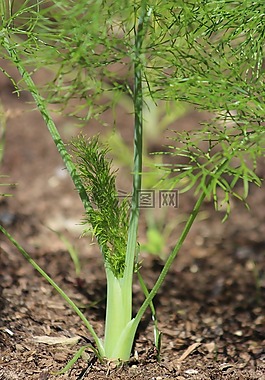 植物,蔬菜,成長