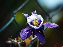 鴿的,花,花園