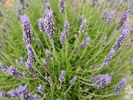 薰衣草,開(kāi)花,花園