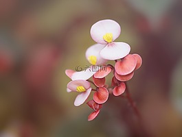 海棠,室內植物,觀賞植物