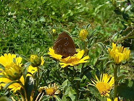 satyrinae,蝴蝶,昆蟲