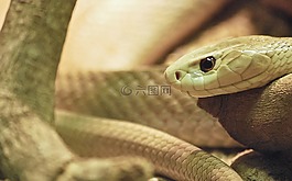蛇,野生動物,爬行動物