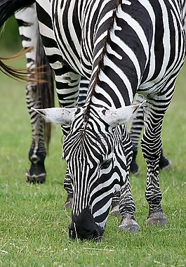 動物,斑馬,野生動物園