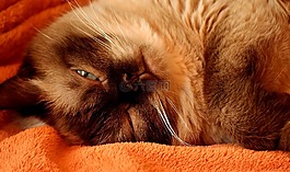 英国短毛猫,猫,纯种