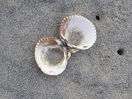 海,外殼,海灘