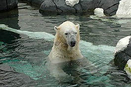 北極熊,圣地亞哥動(dòng)物園,動(dòng)物園