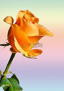 玫瑰,花,開花