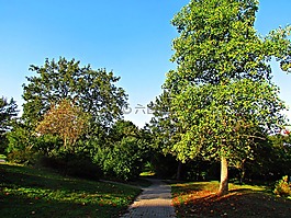 公園,秋,樹
