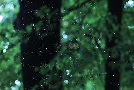 森林,蚊子,光